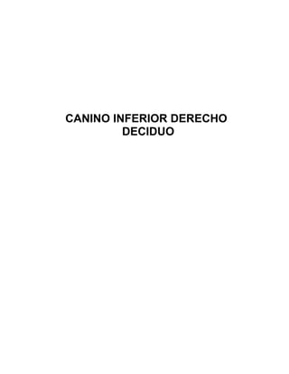 CANINO INFERIOR DERECHO
         DECIDUO
 