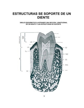 ESTRUCTURAS SE SOPORTE DE UN
           DIENTE




              9
 