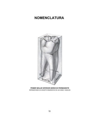 NOMENCLATURA




     10
 