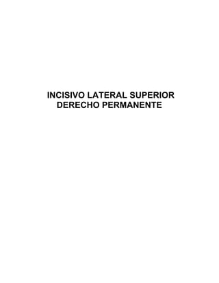 INCISIVO LATERAL SUPERIOR
  DERECHO PERMANENTE
 