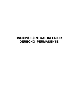 INCISIVO CENTRAL INFERIOR
  DERECHO PERMANENTE
 