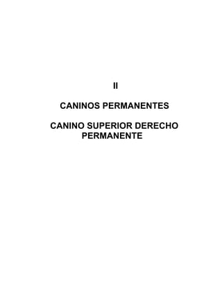 II

 CANINOS PERMANENTES

CANINO SUPERIOR DERECHO
      PERMANENTE
 