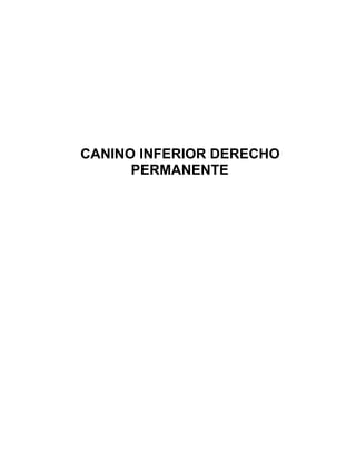 CANINO INFERIOR DERECHO
      PERMANENTE
 