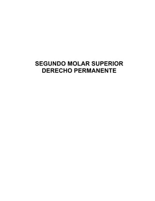 SEGUNDO MOLAR SUPERIOR
  DERECHO PERMANENTE
 