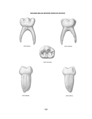 Atlas de anatomia dentaria