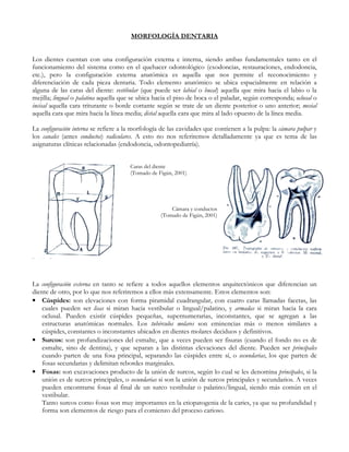 MORFOLOGÍA DENTARIA


Los dientes cuentan con una configuración externa e interna, siendo ambas fundamentales tanto en el
funcionamiento del sistema como en el quehacer odontológico (exodoncias, restauraciones, endodoncia,
etc.), pero la configuración externa anatómica es aquella que nos permite el reconocimiento y
diferenciación de cada pieza dentaria. Todo elemento anatómico se ubica espacialmente en relación a
alguna de las caras del diente: vestibular (que puede ser labial o bucal) aquella que mira hacia el labio o la
mejilla; lingual o palatina aquella que se ubica hacia el piso de boca o el paladar, según corresponda; oclusal o
incisal aquella cara triturante o borde cortante según se trate de un diente posterior o uno anterior; mesial
aquella cara que mira hacia la línea media; distal aquella cara que mira al lado opuesto de la línea media.

La configuración interna se refiere a la morfología de las cavidades que contienen a la pulpa: la cámara pulpar y
los canales (antes conductos) radiculares. A esto no nos referiremos detalladamente ya que es tema de las
asignaturas clínicas relacionadas (endodoncia, odontopediatría).


                                      Caras del diente
                                      (Tomado de Figún, 2001)




                                                       Cámara y conductos
                                                   (Tomado de Figún, 2001)




La configuración externa en tanto se refiere a todos aquellos elementos arquitectónicos que diferencian un
diente de otro, por lo que nos referiremos a ellos más extensamente. Estos elementos son:
• Cúspides: son elevaciones con forma piramidal cuadrangular, con cuatro caras llamadas facetas, las
    cuales pueden ser lisas si miran hacia vestibular o lingual/palatino, y armadas si miran hacia la cara
    oclusal. Pueden existir cúspides pequeñas, supernumerarias, inconstantes, que se agregan a las
    estructuras anatómicas normales. Los tubérculos molares son eminencias más o menos similares a
    cúspides, constantes o inconstantes ubicados en dientes molares deciduos y definitivos.
• Surcos: son profundizaciones del esmalte, que a veces pueden ser fisuras (cuando el fondo no es de
    esmalte, sino de dentina), y que separan a las distintas elevaciones del diente. Pueden ser principales
    cuando parten de una fosa principal, separando las cúspides entre sí, o secundarias, los que parten de
    fosas secundarias y delimitan rebordes marginales.
• Fosas: son excavaciones producto de la unión de surcos, según lo cual se les denomina principales, si la
    unión es de surcos principales, o secundarias si son la unión de surcos principales y secundarios. A veces
    pueden encontrarse fosas al final de un surco vestibular o palatino/lingual, siendo más común en el
    vestibular.
    Tanto surcos como fosas son muy importantes en la etiopatogenia de la caries, ya que su profundidad y
    forma son elementos de riesgo para el comienzo del proceso carioso.
 