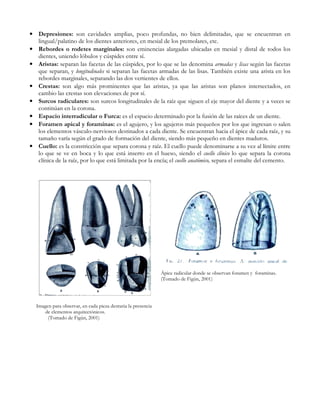 • Depresiones: son cavidades amplias, poco profundas, no bien delimitadas, que se encuentran en
  lingual/palatino de los dientes anteriores, en mesial de los premolares, etc.
• Rebordes o rodetes marginales: son eminencias alargadas ubicadas en mesial y distal de todos los
  dientes, uniendo lóbulos y cúspides entre sí.
• Aristas: separan las facetas de las cúspides, por lo que se las denomina armadas y lisas según las facetas
  que separan, y longitudinales si separan las facetas armadas de las lisas. También existe una arista en los
  rebordes marginales, separando las dos vertientes de ellos.
• Crestas: son algo más prominentes que las aristas, ya que las aristas son planos intersectados, en
  cambio las crestas son elevaciones de por sí.
• Surcos radiculares: son surcos longitudinales de la raíz que siguen el eje mayor del diente y a veces se
  continúan en la corona.
• Espacio interradicular o Furca: es el espacio determinado por la fusión de las raíces de un diente.
• Foramen apical y foraminas: es el agujero, y los agujeros más pequeños por los que ingresan o salen
  los elementos vásculo-nerviosos destinados a cada diente. Se encuentran hacia el ápice de cada raíz, y su
  tamaño varía según el grado de formación del diente, siendo más pequeño en dientes maduros.
• Cuello: es la constricción que separa corona y raíz. El cuello puede denominarse a su vez al límite entre
  lo que se ve en boca y lo que está inserto en el hueso, siendo el cuello clínico lo que separa la corona
  clínica de la raíz, por lo que está limitada por la encía; el cuello anatómico, separa el esmalte del cemento.




                                                              Ápice radicular donde se observan foramen y foraminas.
                                                              (Tomado de Figún, 2001)




  Imagen para observar, en cada pieza dentaria la presencia
      de elementos arquitectónicos.
       (Tomado de Figún, 2001)
 