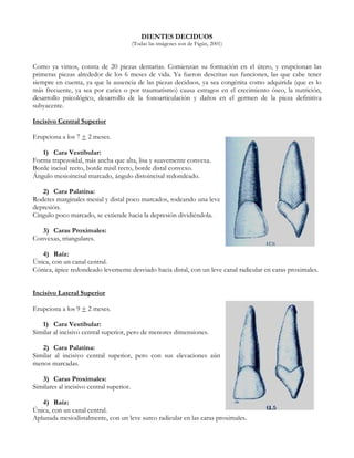 DIENTES DECIDUOS
                                          (Todas las imágenes son de Figún, 2001)



Como ya vimos, consta de 20 piezas dentarias. Comienzan su formación en el útero, y erupcionan las
primeras piezas alrededor de los 6 meses de vida. Ya fueron descritas sus funciones, las que cabe tener
siempre en cuenta, ya que la ausencia de las piezas deciduos, ya sea congénita como adquirida (que es lo
más frecuente, ya sea por caries o por traumatismo) causa estragos en el crecimiento óseo, la nutrición,
desarrollo psicológico, desarrollo de la fonoarticulación y daños en el germen de la pieza definitiva
subyacente.

Incisivo Central Superior

Erupciona a los 7 + 2 meses.

   1) Cara Vestibular:
Forma trapezoidal, más ancha que alta, lisa y suavemente convexa.
Borde incisal recto, borde misil recto, borde distal convexo.
Ángulo mesioincisal marcado, ángulo distoincisal redondeado.

   2) Cara Palatina:
Rodetes marginales mesial y distal poco marcados, rodeando una leve
depresión.
Cíngulo poco marcado, se extiende hacia la depresión dividiéndola.

   3) Caras Proximales:
Convexas, triangulares.

   4) Raíz:
Única, con un canal central.
Cónica, ápice redondeado levemente desviado hacia distal, con un leve canal radicular en caras proximales.


Incisivo Lateral Superior

Erupciona a los 9 + 2 meses.

   1) Cara Vestibular:
Similar al incisivo central superior, pero de menores dimensiones.

   2) Cara Palatina:
Similar al incisivo central superior, pero con sus elevaciones aún
menos marcadas.

   3) Caras Proximales:
Similares al incisivo central superior.

   4) Raíz:
Única, con un canal central.
Aplanada mesiodistalmente, con un leve surco radicular en las caras proximales.
 