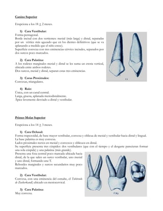 Canino Superior

Erupciona a los 18 + 2 meses.

    1) Cara Vestibular:
Forma pentagonal.
Borde incisal con dos vertientes: mesial (más larga) y distal, separadas
por un vértice más aguzado que en los dientes definitivos (que se va
aplanando a medida que el niño crece).
Superficie convexa con tres eminencias cérvico incisales, separados por
dos surcos poco marcados.

    2) Cara Palatina:
A los rodetes marginales mesial y distal se les suma un cresta vertical,
ubicada entre ambos rodetes.
Dos surcos, mesial y distal, separan estas tres eminencias.

   3) Caras Proximales:
Convexas, triangulares.

   4) Raíz:
Única, con un canal central.
Larga, gruesa, aplanada mesiodistalmente.
Ápice levemente desviado a distal y vestibular.




Primer Molar Superior

Erupciona a los 14 + 3 meses.

    1) Cara Oclusal:
Forma trapezoidal, de base mayor vestibular, convexa y oblicua de mesial y vestibular hacia distal y lingual.
La base palatina es muy convexa.
Lados proximales rectos en mesial y convexos y oblicuos en distal.
Su superficie presenta tres cúspides: dos vestibulares (que con el tiempo y el desgaste parecieran formar
una sola cúspide) y una palatina (más grande).
Presenta una fosa central poco marcada ubicada hacia
distal, de la que salen un surco vestibular, uno mesial
y uno distal, formando una T.
Rebordes marginales y surcos secundarios muy poco
marcados.

    2) Cara Vestibular:
Convexa, con una eminencia del esmalte, el Tubérculo
de Zuckerkandl, ubicado en mesiocervical.

  3) Cara Palatina:
Muy convexa.
 