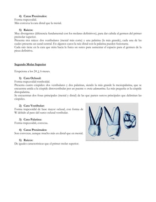 4) Caras Proximales:
Forma trapezoidal.
Más convexa la cara distal que la mesial.

    5) Raíces:
Muy divergentes (diferencia fundamental con los molares definitivos), para dar cabida al germen del primer
premolar superior.
Presenta tres raíces: dos vestibulares (mesial más corta) y una palatina (la más grande), cada una de las
cuales presenta un canal central. En algunos casos la raíz distal con la palatina pueden fusionarse.
Cada raíz tiene en la cara que mira hacia la furca un surco para aumentar el espacio para el germen de la
pieza definitiva.



Segundo Molar Superior

Erupciona a los 24 + 6 meses.

    1) Cara Oclusal:
Forma trapezoidal-romboidal.
Presenta cuatro cúspides: dos vestibulares y dos palatinas, siendo la más grande la mesiopalatina, que se
encuentra unida a la cúspide distovestibular por un puente o cresta adamantina. La más pequeña es la cúspide
distopalatina.
Se encuentran dos fosas principales (mesial y distal) de las que parten surcos principales que delimitan las
cúspides.

   2) Cara Vestibular:
Forma trapezoidal de base mayor oclusal, con forma de
W debido al paso del surco oclusal vestibular.

   3) Cara Palatina:
Forma trapezoidal, convexa.

   4) Caras Proximales:
Son convexas, aunque mucho más en distal que en mesial.

   5) Raíces:
De iguales características que el primer molar superior.
 
