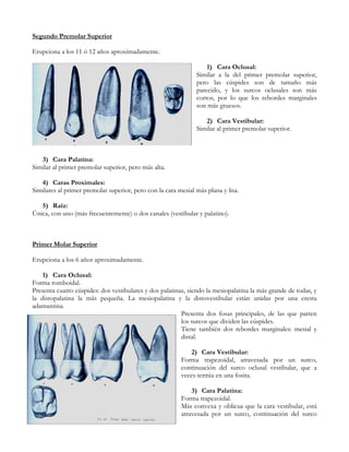 Segundo Premolar Superior

Erupciona a los 11 ó 12 años aproximadamente.

                                                                   1) Cara Oclusal:
                                                               Similar a la del primer premolar superior,
                                                               pero las cúspides son de tamaño más
                                                               parecido, y los surcos oclusales son más
                                                               cortos, por lo que los rebordes marginales
                                                               son más gruesos.

                                                                  2) Cara Vestibular:
                                                               Similar al primer premolar superior.



   3) Cara Palatina:
Similar al primer premolar superior, pero más alta.

   4) Caras Proximales:
Similares al primer premolar superior, pero con la cara mesial más plana y lisa.

   5) Raíz:
Única, con uno (más frecuentemente) o dos canales (vestibular y palatino).



Primer Molar Superior

Erupciona a los 6 años aproximadamente.

    1) Cara Oclusal:
Forma romboidal.
Presenta cuatro cúspides: dos vestibulares y dos palatinas, siendo la mesiopalatina la más grande de todas, y
la distopalatina la más pequeña. La mesiopalatina y la distovestibular están unidas por una cresta
adamantina.
                                                         Presenta dos fosas principales, de las que parten
                                                         los surcos que dividen las cúspides.
                                                         Tiene también dos rebordes marginales: mesial y
                                                         distal.

                                                            2) Cara Vestibular:
                                                         Forma trapezoidal, atravesada por un surco,
                                                         continuación del surco oclusal vestibular, que a
                                                         veces termia en una fosita.

                                                             3) Cara Palatina:
                                                         Forma trapezoidal.
                                                         Más convexa y oblicua que la cara vestibular, está
                                                         atravesada por un surco, continuación del surco
 