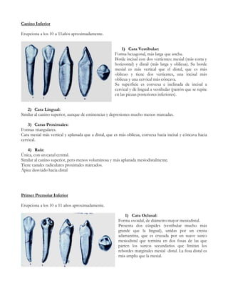Canino Inferior

Erupciona a los 10 u 11años aproximadamente.


                                                          1) Cara Vestibular:
                                                      Forma hexagonal, más larga que ancha.
                                                      Borde incisal con dos vertientes: mesial (más corta y
                                                      horizontal) y distal (más larga y oblicua). Su borde
                                                      mesial es más vertical que el distal, que es más
                                                      oblicuo y tiene dos vertientes, una incisal más
                                                      oblicua y una cervical más cóncava.
                                                      Su superficie es convexa e inclinada de incisal a
                                                      cervical y de lingual a vestibular (patrón que se repite
                                                      en las piezas posteriores inferiores).


   2) Cara Lingual:
Similar al canino superior, aunque de eminencias y depresiones mucho menos marcadas.

    3) Caras Proximales:
Formas triangulares.
Cara mesial más vertical y aplanada que a distal, que es más oblicua, convexa hacia incisal y cóncava hacia
cervical.

   4) Raíz:
Única, con un canal central.
Similar al canino superior, pero menos voluminosa y más aplanada mesiodistalmente.
Tiene canales radiculares proximales marcados.
Ápice desviado hacia distal




Primer Premolar Inferior

Erupciona a los 10 u 11 años aproximadamente.

                                                            1) Cara Oclusal:
                                                        Forma ovoidal, de diámetro mayor mesiodistal.
                                                        Presenta dos cúspides (vestibular mucho más
                                                        grande que la lingual), unidas por un cresta
                                                        adamantina, que es cruzada por un suave surco
                                                        mesiodistal que termina en dos fosas de las que
                                                        parten los surcos secundarios que limitan los
                                                        rebordes marginales mesial distal. La fosa distal es
                                                        más amplia que la mesial.
 