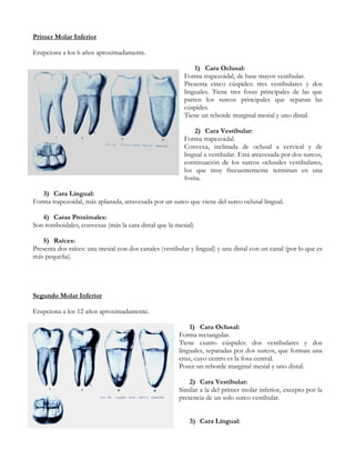 Primer Molar Inferior

Erupciona a los 6 años aproximadamente.

                                                              1) Cara Oclusal:
                                                          Forma trapezoidal, de base mayor vestibular.
                                                          Presenta cinco cúspides: tres vestibulares y dos
                                                          linguales. Tiene tres fosas principales de las que
                                                          parten los surcos principales que separan las
                                                          cúspides.
                                                          Tiene un reborde marginal mesial y uno distal.

                                                              2) Cara Vestibular:
                                                          Forma trapezoidal.
                                                          Convexa, inclinada de oclusal a cervical y de
                                                          lingual a vestibular. Está atravesada por dos surcos,
                                                          continuación de los surcos oclusales vestibulares,
                                                          los que muy frecuentemente terminan en una
                                                          fosita.

   3) Cara Lingual:
Forma trapezoidal, más aplanada, atravesada por un surco que viene del surco oclusal lingual.

   4) Caras Proximales:
Son romboidales, convexas (más la cara distal que la mesial)

    5) Raíces:
Presenta dos raíces: una mesial con dos canales (vestibular y lingual) y una distal con un canal (por lo que es
más pequeña).




Segundo Molar Inferior

Erupciona a los 12 años aproximadamente.

                                                            1) Cara Oclusal:
                                                        Forma rectangular.
                                                        Tiene cuatro cúspides: dos vestibulares y dos
                                                        linguales, separadas por dos surcos, que forman una
                                                        cruz, cuyo centro es la fosa central.
                                                        Posee un reborde marginal mesial y uno distal.

                                                            2) Cara Vestibular:
                                                        Similar a la del primer molar inferior, excepto por la
                                                        presencia de un solo surco vestibular.


                                                            3) Cara Lingual:
 
