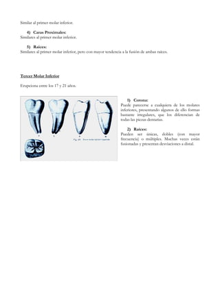 Similar al primer molar inferior.

   4) Caras Proximales:
Similares al primer molar inferior.

   5) Raíces:
Similares al primer molar inferior, pero con mayor tendencia a la fusión de ambas raíces.




Tercer Molar Inferior

Erupciona entre los 17 y 21 años.


                                                                1) Corona:
                                                            Puede parecerse a cualquiera de los molares
                                                            inferiores, presentando algunos de ello formas
                                                            bastante irregulares, que los diferencian de
                                                            todas las piezas dentarias.

                                                                2) Raíces:
                                                            Pueden ser únicas, dobles (con mayor
                                                            frecuencia) o múltiples. Muchas veces están
                                                            fusionadas y presentan desviaciones a distal.
 