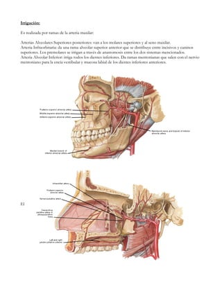 Irrigación:

Es realizada por ramas de la arteria maxilar:

Arterias Alveolares Superiores posteriores: van a los molares superiores y al seno maxilar.
Arteria Infraorbitaria: da una rama alveolar superior anterior que se distribuye entre incisivos y caninos
superiores. Los premolares se irrigan a través de anastomosis entre los dos sistemas mencionados.
Arteria Alveolar Inferior: irriga todos los dientes inferiores. Da ramas mentonianas que salen con el nervio
mentoniano para la encía vestibular y mucosa labial de los dientes inferiores anteriores.




El
 