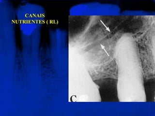 CANAIS
NUTRIENTES ( RL)
 