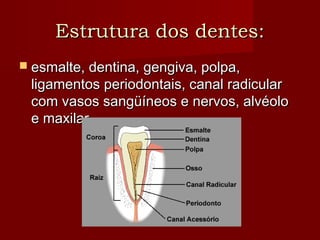 Estrutura dos dentes:Estrutura dos dentes:
 esmalte, dentina, gengiva, polpa,esmalte, dentina, gengiva, polpa,
ligamentos periodontais, canal radicularligamentos periodontais, canal radicular
com vasos sangüíneos e nervos, alvéolocom vasos sangüíneos e nervos, alvéolo
e maxilar.e maxilar.
 