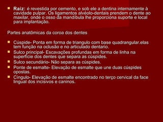  Raiz:Raiz: é revestida por cemento, e sob ele a dentina internamente àé revestida por cemento, e sob ele a dentina internamente à
cavidade pulpar. Os ligamentos alvéolo-dentais prendem o dente aocavidade pulpar. Os ligamentos alvéolo-dentais prendem o dente ao
maxilar, onde o osso da mandíbula lhe proporciona suporte e localmaxilar, onde o osso da mandíbula lhe proporciona suporte e local
para implantação.para implantação.
Partes anatômicas da coroa dos dentesPartes anatômicas da coroa dos dentes
 Cúspide- Ponta em forma de triangulo com base quadrangular.elasCúspide- Ponta em forma de triangulo com base quadrangular.elas
tem função na oclusão e no articulado dentario.tem função na oclusão e no articulado dentario.
 Sulco principal- Escavações profundas em forma de linha naSulco principal- Escavações profundas em forma de linha na
superfície dos dentes que separa as cúspides.superfície dos dentes que separa as cúspides.
 Sulco secundário- Não separa as cúspides.Sulco secundário- Não separa as cúspides.
 Ponte de esmalte- Elevação de esmalte que une duas cúspidesPonte de esmalte- Elevação de esmalte que une duas cúspides
opostas.opostas.
 Cíngulo- Elevação de esmalte encontrado no terço cervical da faceCíngulo- Elevação de esmalte encontrado no terço cervical da face
lingual dos incisivos e caninos.lingual dos incisivos e caninos.
 