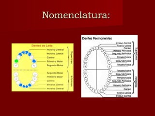 Nomenclatura:Nomenclatura:
 