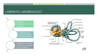 LABERINTO MEMBRANOSO
Laberinto
vestibular : utrículo
y sáculo
3 conductos
semicirculares
membranosos
Laberinto coclear:
conducto coclear
en la cóclea
 