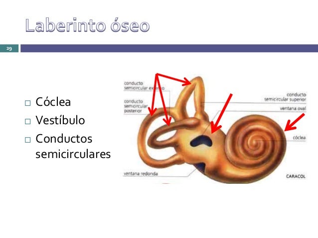 vestibulo funcion oido anatomia de oido externo medio e interno vestibulo funcion oido anatomia de oido externo medio e interno