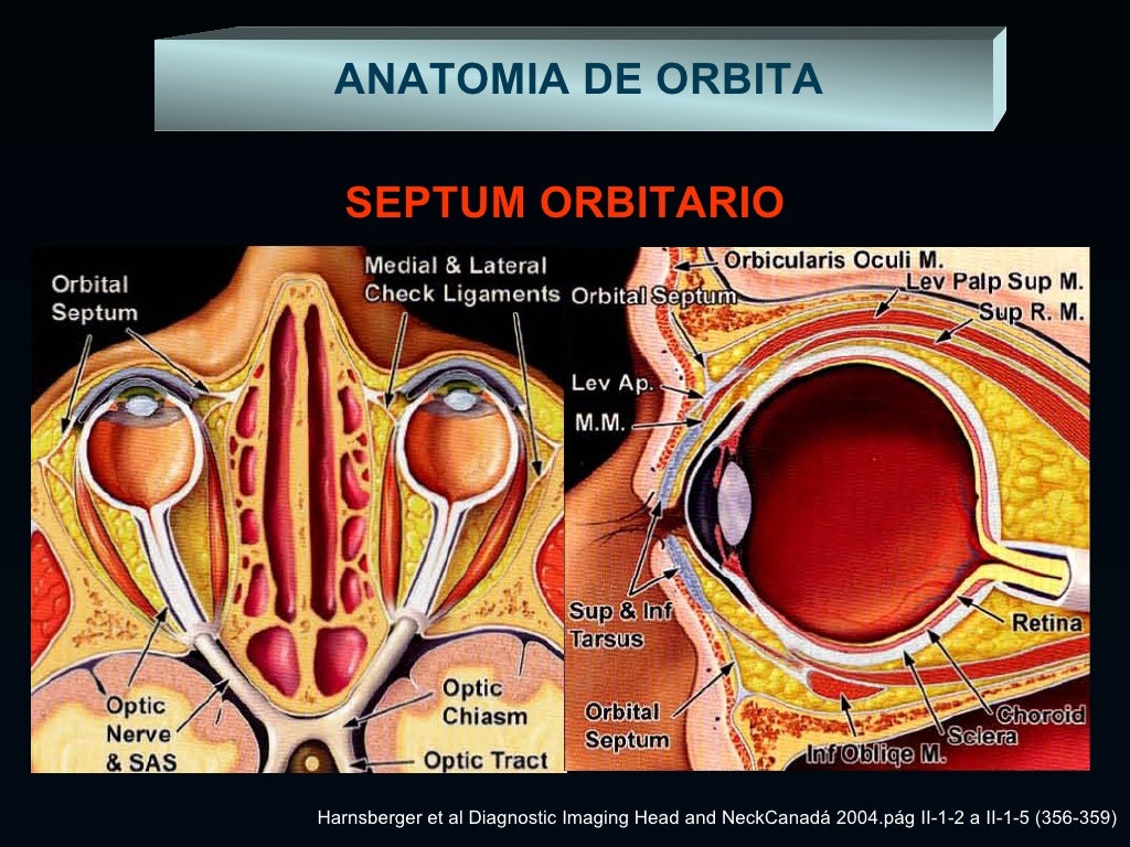 La Cara. Aspectos Anatómicos Ii Cavidad Orbitaria – HBYRGQ