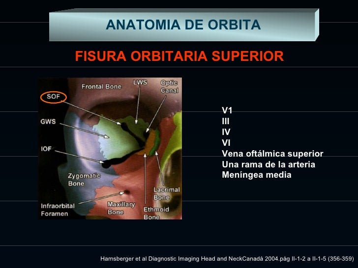 Anatom a De Orbita anatom-a-de-orbita