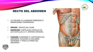 RECTO DEL ABDOMEN
• LO CRUZAN 3 O 4 BANDAS FIBROSAS O
INSERCIONES TENDINOSAS
• ORIGEN: SÍNFISIS DEL PUBIS
• INSERCIÓN: CARTÍLAGOS COSTALES DE
LAS COSTILLAS 5 A 7, APÓFISIS XIFOIDES.
• FUNCIÓN: COMPRIME EL CONTENIDO DEL
ABDOMEN, FLEXIONA LA COLUMNA
VERTEBRAL Y TENSA LA PARED DEL
ABDOMEN.
 