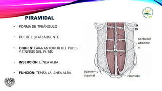 PIRAMIDAL
• FORMA DE TRIÁNGULO
• PUEDE ESTAR AUSENTE
• ORIGEN: CARA ANTERIOR DEL PUBIS
Y SÍNFISIS DEL PUBIS
• INSERCIÓN: LÍNEA ALBA
• FUNCIÓN: TENSA LA LÍNEA ALBA
 