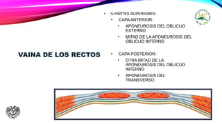 VAINA DE LOS RECTOS
• ¾ PARTES SUPERIORES:
• CAPA ANTERIOR:
• APONEUROSIS DEL OBLICUO
EXTERNO
• MITAD DE LA APONEUROSIS DEL
OBLICUO INTERNO
• CAPA POSTERIOR:
• OTRA MITAD DE LA
APONEUROSIS DEL OBLICUO
INTERNO
• APONEUROSIS DEL
TRANSVERSO
 