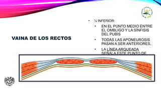 VAINA DE LOS RECTOS
• ¼ INFERIOR:
• EN EL PUNTO MEDIO ENTRE
EL OMBLIGO Y LA SÍNFISIS
DEL PUBIS
• TODAS LAS APONEUROSIS
PASAN A SER ANTERIORES.
• LA LÍNEA ARQUEADA
SEÑALA ESTE PUNTO DE
TRANSICIÓN.
 