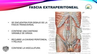FASCIA EXTRAPERITONEAL
• SE ENCUENTRA POR DEBAJO DE LA
FASCIA TRANSVERSAL
• CONTIENE UNA CANTIDAD
VARIABLE DE GRASA
• RECUBRE LA CAVIDAD PERITONEAL
Y PÉLVICA
• CONTIENE LA VASCULATURA
 