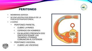 PERITONEO
• MEMBRANA SEROSA
• SE ENCUENTRA POR DEBAJO DE LA
FASCIA EXTRAPERITONEAL.
• 2 CAPAS:
• PERITONEO PARIETAL
• CUBRE LA PARED
• CERRADO EN HOMBRES
• EN MUJERES PRESENTA DOS
ORIFICIOS DONDE LAS
TROMPAS UTERINAS
COMUNICAN AL EXTERIOR
• PERITONEO VISCERAL
• CUBRE LAS VÍSCERAS
 