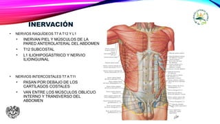 INERVACIÓN
• NERVIOS RAQUÍDEOS T7 A T12 Y L1
• INERVAN PIEL Y MÚSCULOS DE LA
PARED ANTEROLATERAL DEL ABDOMEN
• T12 SUBCOSTAL
• L1 ILIOHIPOGÁSTRICO Y NERVIO
ILIOINGUINAL
• NERVIOS INTERCOSTALES T7 A T11
• PASAN POR DEBAJO DE LOS
CARTÍLAGOS COSTALES
• VAN ENTRE LOS MÚSCULOS OBLICUO
INTERNO Y TRANSVERSO DEL
ABDOMEN
 