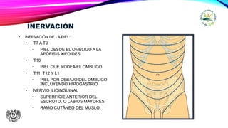 INERVACIÓN
• INERVACIÓN DE LA PIEL:
• T7 A T9
• PIEL DESDE EL OMBLIGO A LA
APÓFISIS XIFOIDES
• T10
• PIEL QUE RODEA EL OMBLIGO
• T11, T12 Y L1
• PIEL POR DEBAJO DEL OMBLIGO
INCLUYENDO HIPOGASTRIO
• NERVIO ILIOINGUINAL
• SUPERFICIE ANTERIOR DEL
ESCROTO, O LABIOS MAYORES
• RAMO CUTÁNEO DEL MUSLO.
 
