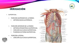 IRRIGACIÓN
• SUPERFICIAL:
• PORCIÓN SUPERIOR DE LA PARED:
• ARTERIA MUSCULOFRÉNICA
• PORCIÓN INFERIOR DE LA PARED:
• ARTERIA EPIGÁSTRICA SUPERFICIAL
• CIRCUNFLEJA ILÍACA SUPERFICIAL
• PUDENDA EXTERNA SUPERFICIAL
• PORCIÓN LATERAL:
• CIRCUNFLEJA ILÍACA SUPERFICIAL
 