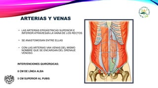 ARTERIAS Y VENAS
• LAS ARTERIAS EPIGÁSTRICAS SUPERIOR E
INFERIOR ATRAVIESAN LA VAINA DE LOS RECTOS
• SE ANASTOMOSAN ENTRE ELLAS
• CON LAS ARTERIAS VAN VENAS DEL MISMO
NOMBRE QUE SE ENCARGAN DEL DRENAJE
VENOSO.
INTERVENCIONES QUIRÚRGICAS:
8 CM DE LÍNEA ALBA
5 CM SUPERIOR AL PUBIS
 