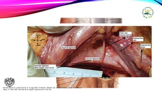 Parrilla Paricio P, Landa García JI. Cirugía AEC 2ᵃ edición. Madrid: Ed. Panamericana. 2010. F.Carbonell
Tatay. X. Feliu Palá. Hernias de la región inguinocrural: 203-18.
 