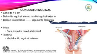 CONDUCTO INGUINAL
• Cono de 4-6 cm
• Del anillo inguinal interno - anillo inguinal externo
• Cordón Espermático —— Ligamento Redondo
• Inicia:
• Cara posterior pared abdominal
• Termina:
• Medial anillo inguinal externo
Sabiston and Townsend, C.M. (2014) CIRUGÍA general y del aparato digestivo. Barcelona: Elsevier.
Brunicardi, C, Andersen D, Billiar T; (2020) Schwartz, Principios de Cirugía, México; McGrawHill
 