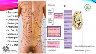 CORDÓN ESPERMÁTICO
• Fascia espermática externa
• Nervio ilioinguinal
• Conducto deferente
• Rama genital del Genitofemoral
• Arteria testicular
• N. Del plexo testicular
• Músculo cremáster
• Plexo pampiriforme
• Fascia espermática interna
• A y V cremastérica
Sabiston and Townsend, C.M. (2014) CIRUGÍA general y del aparato digestivo. Barcelona: Elsevier.
Brunicardi, C, Andersen D, Billiar T; (2020) Schwartz, Principios de Cirugía, México; McGrawHill
Nervio iliohipogástrico
Nervio ilioinguinal
 