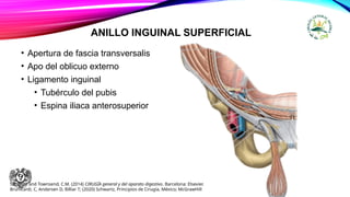 ANILLO INGUINAL SUPERFICIAL
• Apertura de fascia transversalis
• Apo del oblicuo externo
• Ligamento inguinal
• Tubérculo del pubis
• Espina iliaca anterosuperior
Sabiston and Townsend, C.M. (2014) CIRUGÍA general y del aparato digestivo. Barcelona: Elsevier.
Brunicardi, C, Andersen D, Billiar T; (2020) Schwartz, Principios de Cirugía, México; McGrawHill
 
