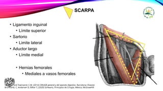 SCARPA
• Ligamento inguinal
• Límite superior
• Sartorio
• Limite lateral
• Aductor largo
• Límite medial
• Hernias femorales
• Mediales a vasos femorales
Sabiston and Townsend, C.M. (2014) CIRUGÍA general y del aparato digestivo. Barcelona: Elsevier.
Brunicardi, C, Andersen D, Billiar T; (2020) Schwartz, Principios de Cirugía, México; McGrawHill
 