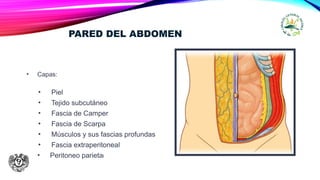 PARED DEL ABDOMEN
• Capas:
• Piel
• Tejido subcutáneo
• Fascia de Camper
• Fascia de Scarpa
• Músculos y sus fascias profundas
• Fascia extraperitoneal
• Peritoneo parietal
 