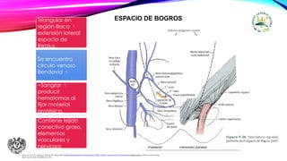 ESPACIO DE BOGROS
Triangular en
región ilíaca 
extensión lateral
espacio de
Retzius.
Se encuentra
círculo venoso
Bendavid 
~Sangrar 
producir
hematomas al
fijar material
protésico.
Contiene tejido
conectivo graso,
elementos
vasculares y
nerviosos
Zhou XL, Luo JH, Huang H, Wang YH, Zhang HB. Totally Extraperitoneal Herniorrhaphy (TEP): Lessons Learned from Anatomical Observations. Minim Invasive Surg.
2021 Apr 21;2021:5524986 (CC BY).
 