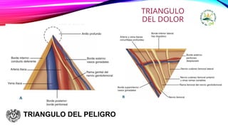 TRIANGULO DEL PELIGRO
TRIANGULO
DEL DOLOR
 