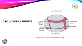 CÍRCULO DE LA MUERTE
F. Charles Brunicardi, Dana K. Andersen, Timothy R.
 