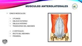 MÚSCULOS ANTEROLATERALES
• CINCO MÚSCULOS:
• 3 PLANOS:
• OBLICUO EXTERNO
• OBLICUO INTERNO
• TRANSVERSO DEL ABDOMEN
• 2 VERTICALES:
• RECTO DEL ABDOMEN
• PIRAMIDAL
 