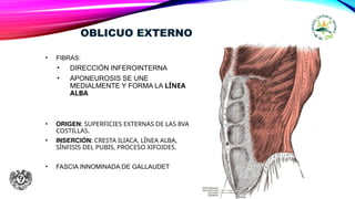 OBLICUO EXTERNO
• FIBRAS:
• DIRECCIÓN INFEROINTERNA
• APONEUROSIS SE UNE
MEDIALMENTE Y FORMA LA LÍNEA
ALBA
• ORIGEN: SUPERFICIES EXTERNAS DE LAS 8VA
COSTILLAS.
• INSERCIÓN: CRESTA ILIACA, LÍNEA ALBA,
SÍNFISIS DEL PUBIS, PROCESO XIFOIDES.
• FASCIA INNOMINADA DE GALLAUDET
 