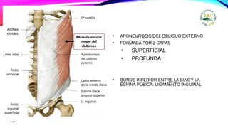 • APONEUROSIS DEL OBLICUO EXTERNO
• FORMADA POR 2 CAPAS
• SUPERFICIAL
• PROFUNDA
• BORDE INFERIOR ENTRE LA EIAS Y LA
ESPINA PÚBICA: LIGAMENTO INGUINAL
 