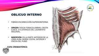OBLICUO INTERNO
• FIBRAS EN DIRECCIÓN SUPEROINTERNA
• ORIGEN: FASCIA TORACOLUMBAR, CRESTA
ILIACA, 2/3 LATERALES DEL LIGAMENTO
INGUINAL.
• INSERCIÓN: EN LA PARTE ANTERIOR DE LA
LÍNEA ALBA, BORDE COSTAL INTERIOR Y
CRESTA DEL PUBIS
CAPA CREMASTÉRICA
 